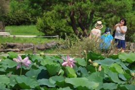 Semiwon lotus festival blooms in Yangpyeong