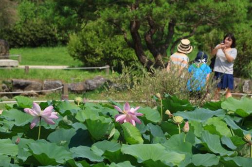Semiwon lotus festival blooms in Yangpyeong