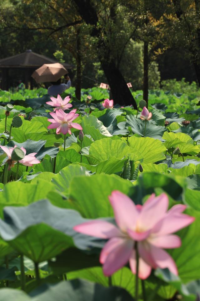 Semiwon lotus festival blooms in Yangpyeong