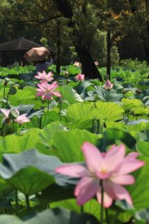 Semiwon lotus festival blooms in Yangpyeong