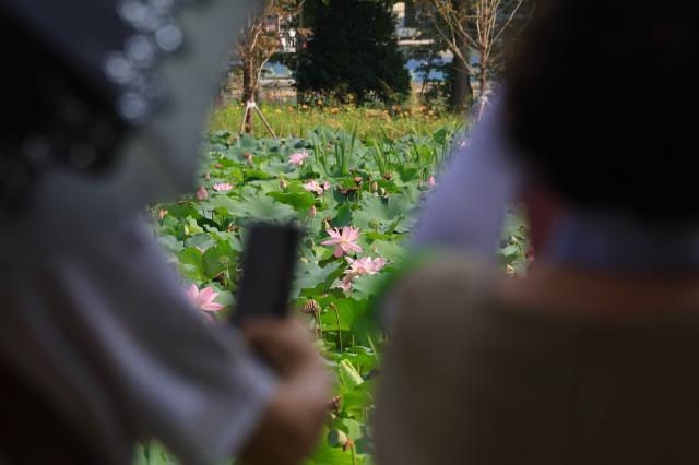 Semiwon lotus festival blooms in Yangpyeong