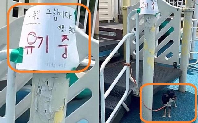 폭염경보가 내려진 청주의 한 놀이터에 유기된 강아지의 모습  사진스레드 캡처