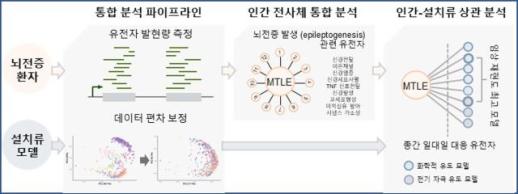 뇌전증 환자 유형 맞는 동물모델 찾았다… 신약 개발 정확도 향상 기대