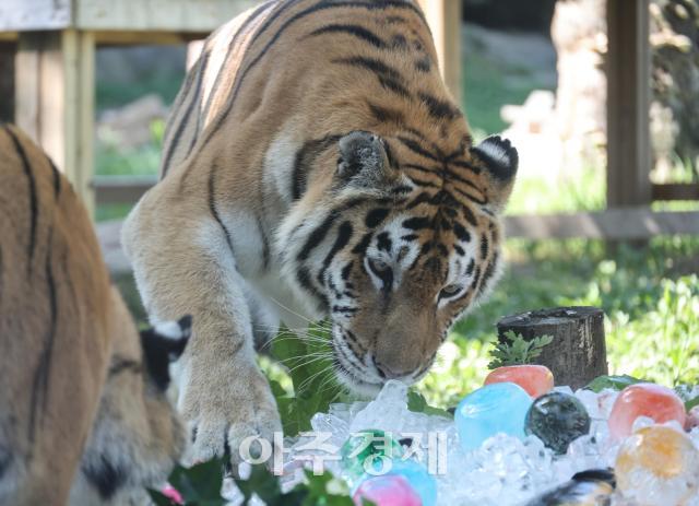 Seoul zoos tiger gets special summer treat