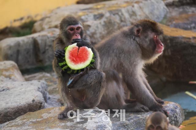 Seoul zoos special meal for a hungry monkey