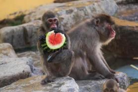 Seoul zoos special meal for a hungry monkey