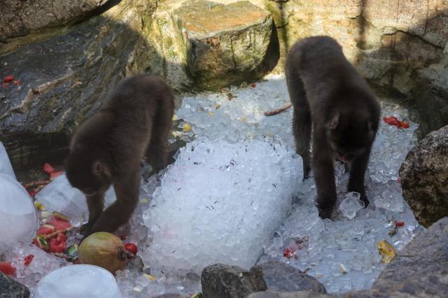 Fluffy animals at Seoul Zoo in Gwacheon cool off with ice treats and watermelons as daytime temperatures approached 40 degrees Celsius during a prolonged heat wave on Aug 7 2026 AJP Yoo Na-hyun
