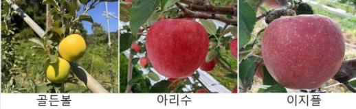상주시, 기후온난화 대응 사과 재배 기술 학보에 최선
