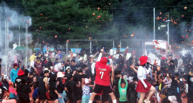 2026 화천토마토축제의 대표 프로그램인 ‘황금반지를 찾아라’에 참여한 관광객들이 토마토 풀장에서 황금반지를 찾고 있다 올해 축제는 열흘간 5만8000여 명이 찾으며 내실과 지역상생의 가능성을 보여줬다사진화천군