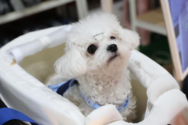 Seoul Pet Show on Dec. 12, 2025. AJP Yoo Na-hyun