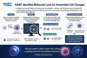 KAIST finds molecular lock that traps cells in cancer-like states