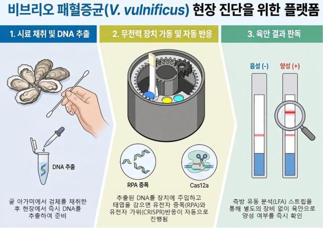 비브리오 패혈증균 현장 진단을 위한 플랫폼 이미지사진국립부경대
