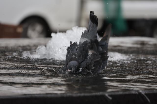 A pigeon swims in a pool of water in downtown Seoul amid torrential rain continued from August AJP Han Jun-gu