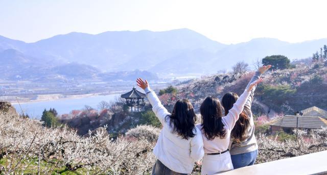 Làng hoa mơ Gwangyang Ảnh Korea Tourism Content Lab