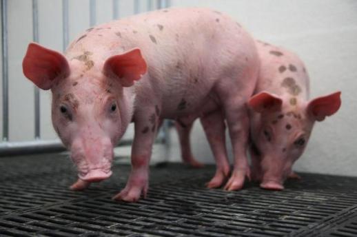 Hombre que recibió riñón de cerdo genéticamente modificado sobrevive 9 meses sin diálisis