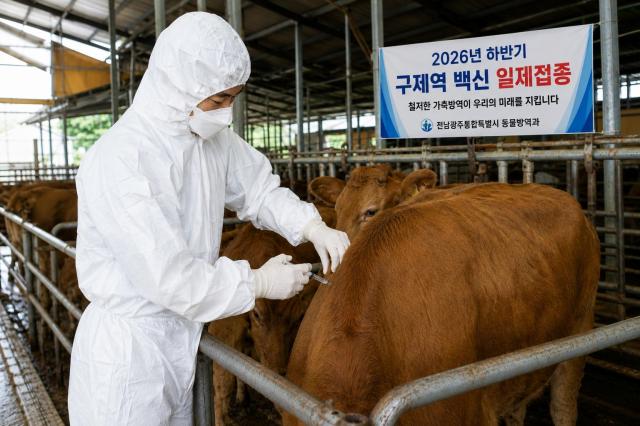 전남광주통합특별시는 구제역 예방을 위해 소·염소 73만여 마리를 대상으로 오는 30일까지 백신 일제접종을 한다사진전남광주통합특별시