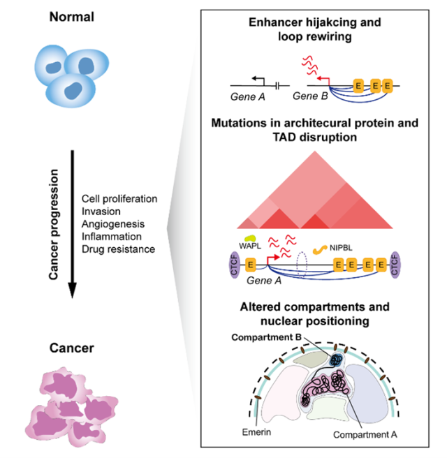Collapse and rewiring of the three-dimensional genome structure during the development and progression of cancer Courtesy of Sookmyung Womens University