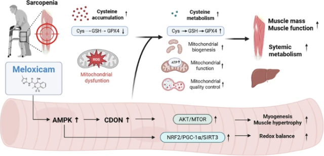 Common painkiller revives fading muscle protein in aging mice