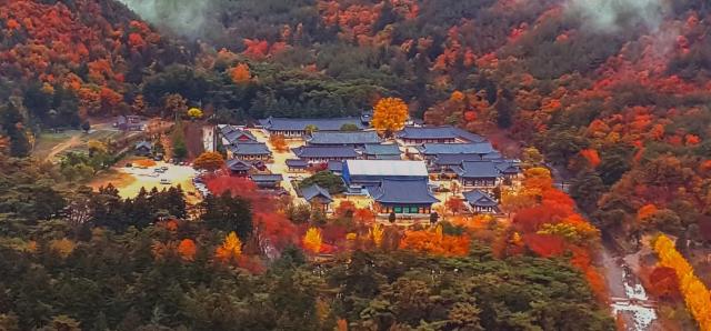 청도군의 관광 9경중 제 4경인 운문사의 가을풍경  사진청도군
