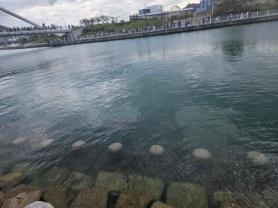 Rare appearance of shark draws onlookers in Busan