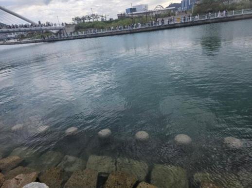 Rare appearance of shark draws onlookers in Busan