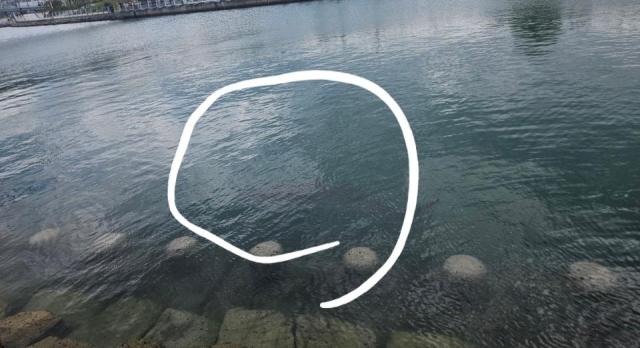 Sighting of the shark at the Busan North Port’s waterfront park AJP Joonha Yoo