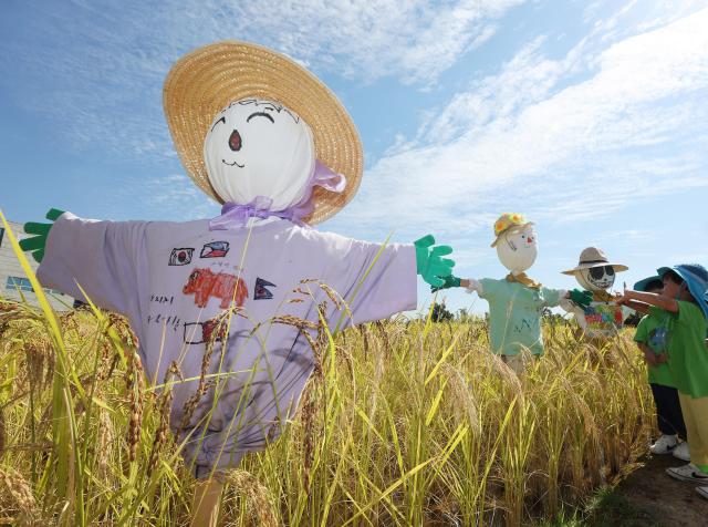 절기상 추분을 하루 앞둔 22일 경기도 수원시 권선구 국립농업박물관을 찾은 어린이들이 누렇게 익어가는 벼와 허수아비를 살펴보고 있다 사진연합뉴스 