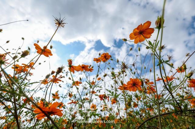 Llega el otoño: cosmos amarillos florecen en el Parque Olímpico de Seúl