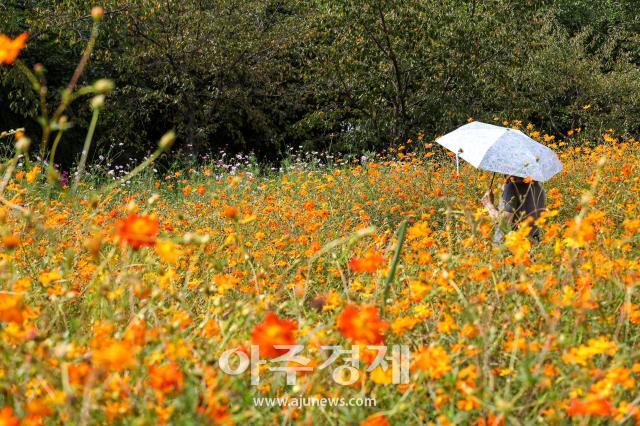 Paseando por el otoño en el Parque Olímpico de Seúl