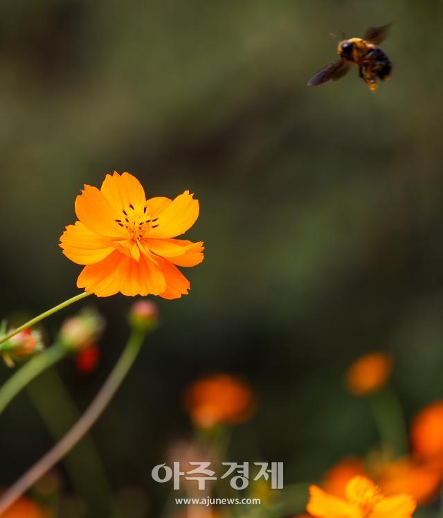 Una abeja carpintera vuela hacia las flores de cosmos amarillo en el Parque Olímpico de Seúl durante el equinoccio de otoño