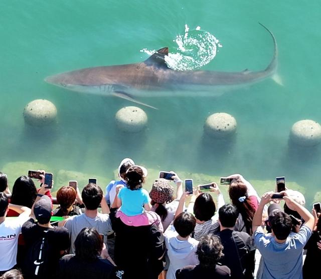 El 20 de este mes, ciudadanos fotografían un tiburón que apareció en el canal del parque ribereño del puerto norte de Busan, en el distrito de Dong-gu. Foto: Yonhapnews