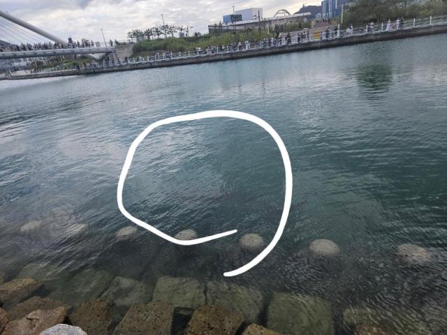 Shark draws 483,000 to Busan waterfront over Chuseok