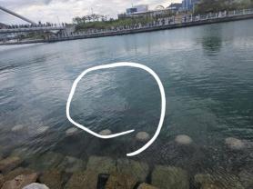 Shark draws 483,000 to Busan waterfront over Chuseok