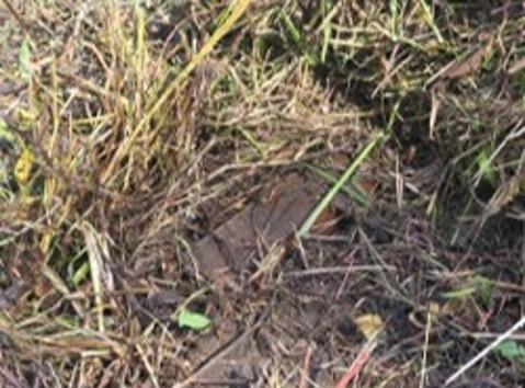 A North Korean resin-bodied antipersonnel mine discovered during a joint South Korean military and United Nations Command investigation inside the Demilitarized Zone on Sept 29 2026 Courtesy of the Joint Chiefs of Staff