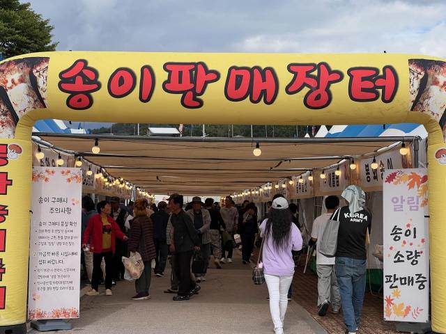 봉화송이 판매 장터 사진봉화군
