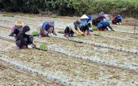 Lao động nông thôn Việt Nam đổ sang Hàn Quốc làm thời vụ, 8 tháng có thể tích lũy 150 triệu đồng