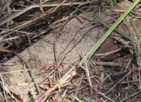 UNC says DMZ mine incident violated Korean War armistice
