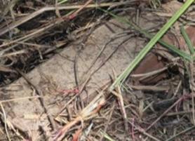 UNC says DMZ mine incident violated Korean War armistice