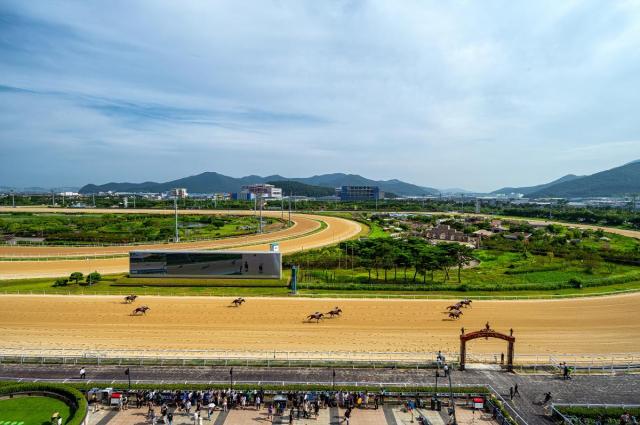 렛츠런파크 부산경남 경마 장면사진렛츠런파크 부산경남