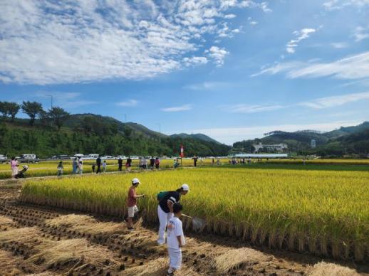 동해 망상뜰, 가을 들녘에서 만나는 제7회 망상 메뚜기 축제