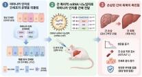 Dùng gene đảo ngược quá trình lão hóa giúp phục hồi gan bị tổn thương