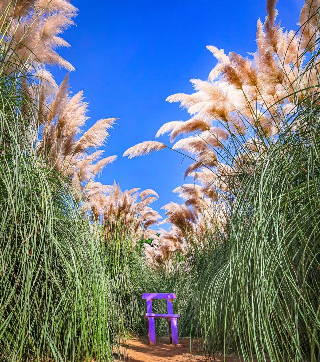 Những khóm cỏ pampas nở sớm Ảnh Phóng viên Jeong Dong-heon