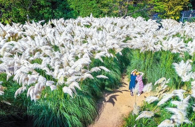 Tận hưởng mùa thu giữa những khóm cỏ pampas Ảnh Phóng viên Jeong Dong-heon