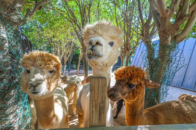 Những chú alpaca trong vườn thực vật Ảnh Phóng viên Jeong Dong-heon