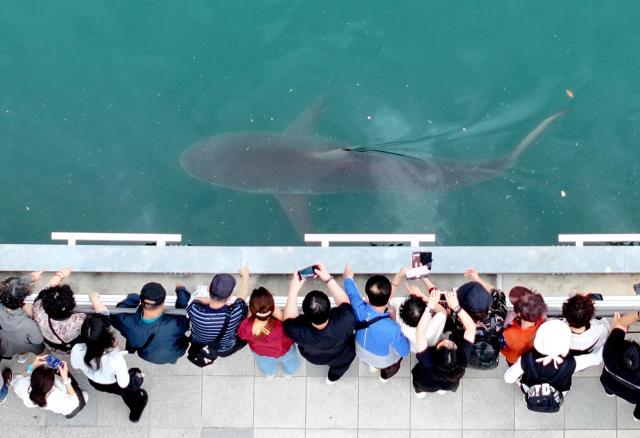 Lo que la Expo Mundial de Islas de Yeosu debe aprender del tiburón Bukang