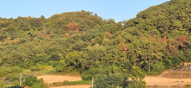 무안군 삼향읍 왕산리 일원 산림 곳곳에서 소나무재선충병 감염으로 고사한 소나무들이 붉게 변한 채 주변의 푸른 숲과 대비되고 있다 최근 이 일대에서 재선충병 감염목 12주가 확인되면서 추가 확산을 막기 위한 정밀예찰과 신속한 방제 필요성이 커지고 있다사진김옥현 기자