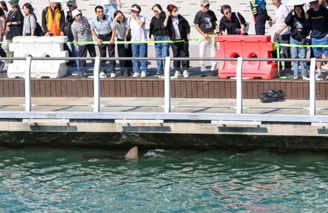 Busans Bukangi confirmed as 3-meter female dusky shark