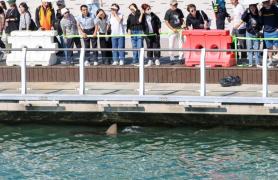 Busans Bukangi confirmed as 3-meter female dusky shark