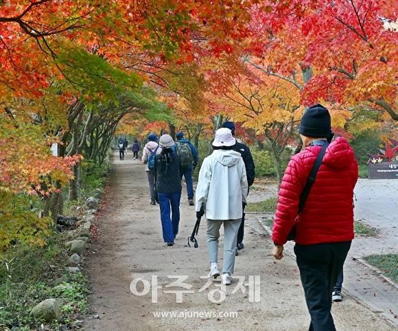 내장산 단풍터널 사진정읍시