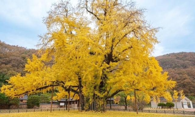 Nhà cổ của tướng nghĩa quân Gwak Jae-u tại Uiryeong

Nguồn Quỹ Du lịch Gyeongsangnamdo